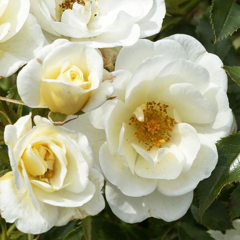 Rosal Bees Paradise Ivory (Floración)