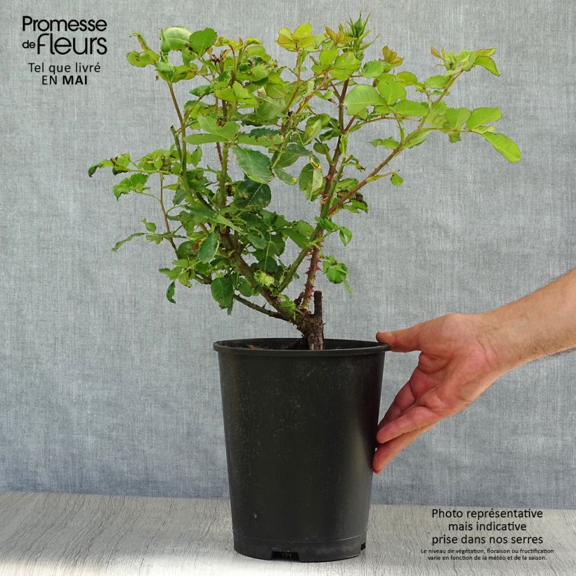 Rosal Eyes for You Blue Eyes Maceta 4L/5L Ejemplar entregado en la primavera