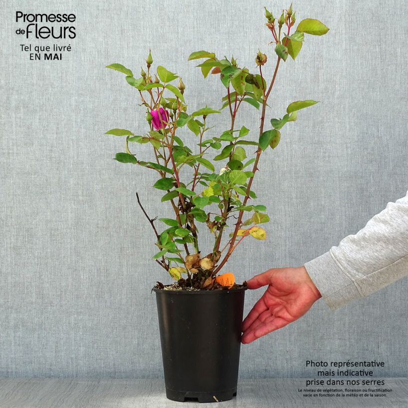 Rosal Bluebell Maceta 4L/5L Ejemplar entregado en la primavera