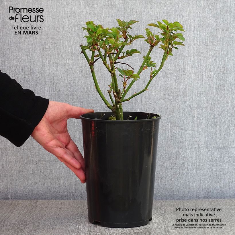 Rosal Bouquet Parfait Maceta 4L/5L Ejemplar entregado en invierno