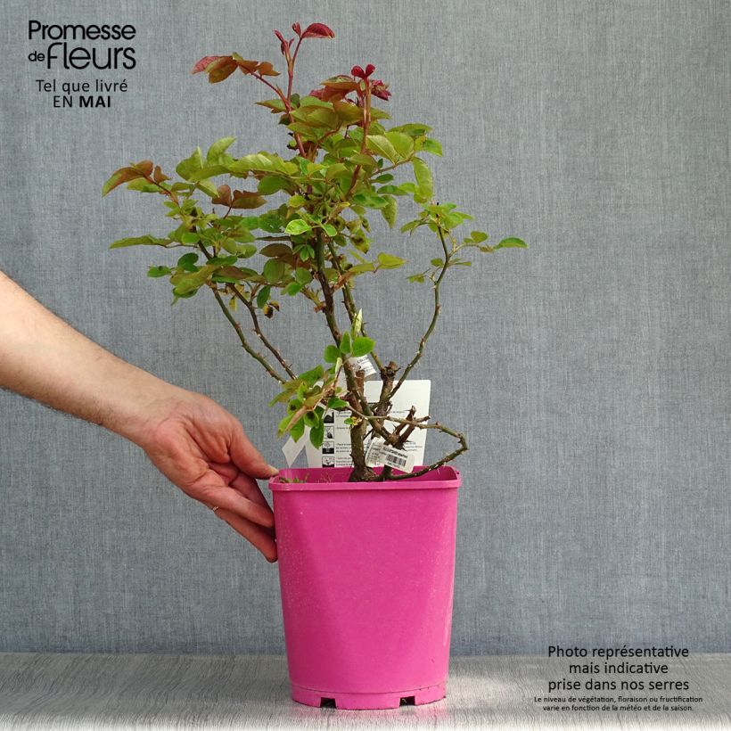 Rosal Folle Courtisane Maceta 4L/5L Ejemplar entregado en la primavera