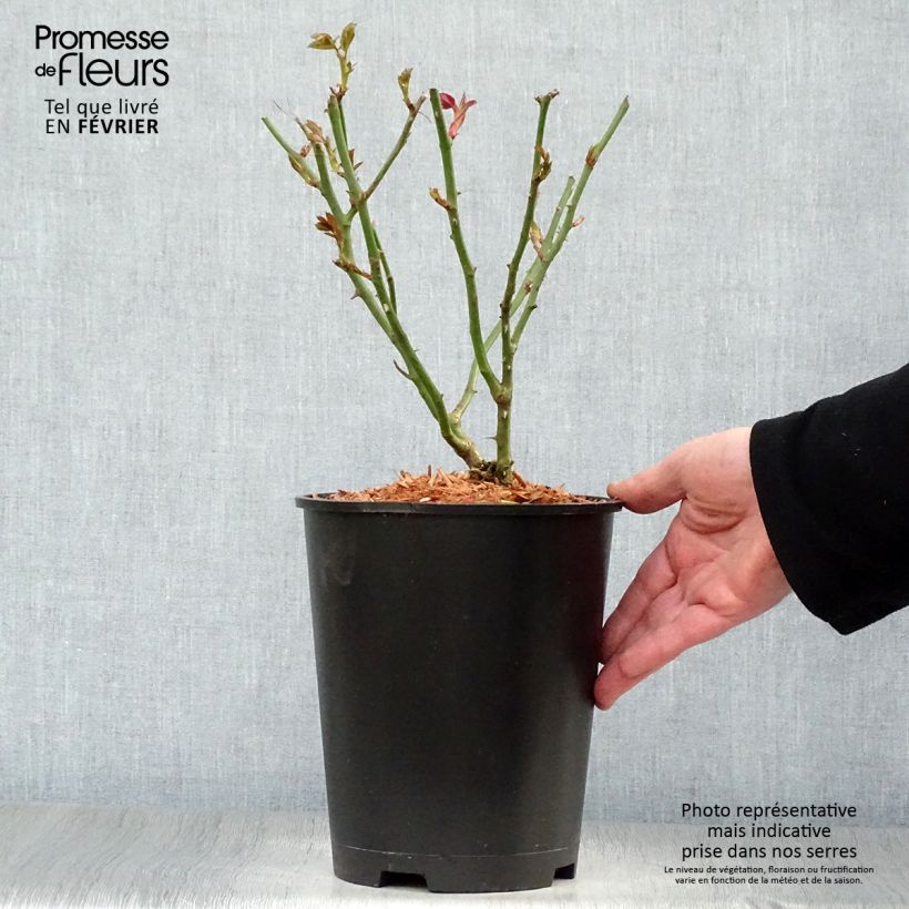 Rosal Garden of Roses Maceta 4L/5L Ejemplar entregado en invierno