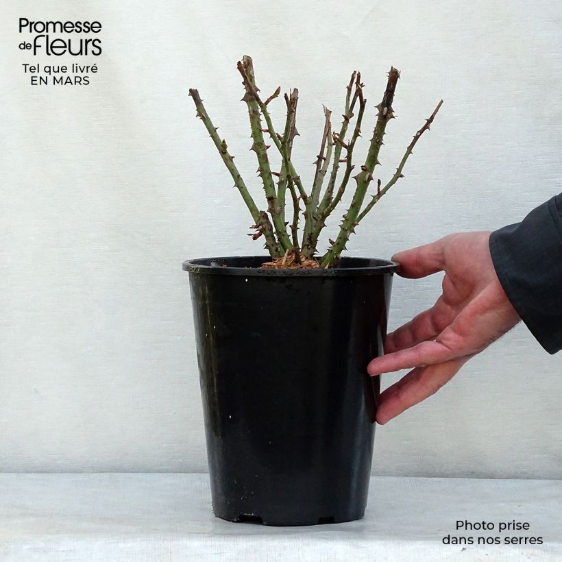 Rosal Lili Marleen Maceta 4L/5L Ejemplar entregado en invierno