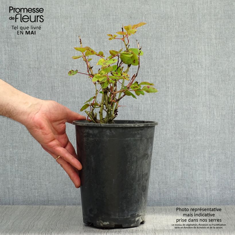 Rosal Lili Marleen Maceta 4L/5L Ejemplar entregado en la primavera