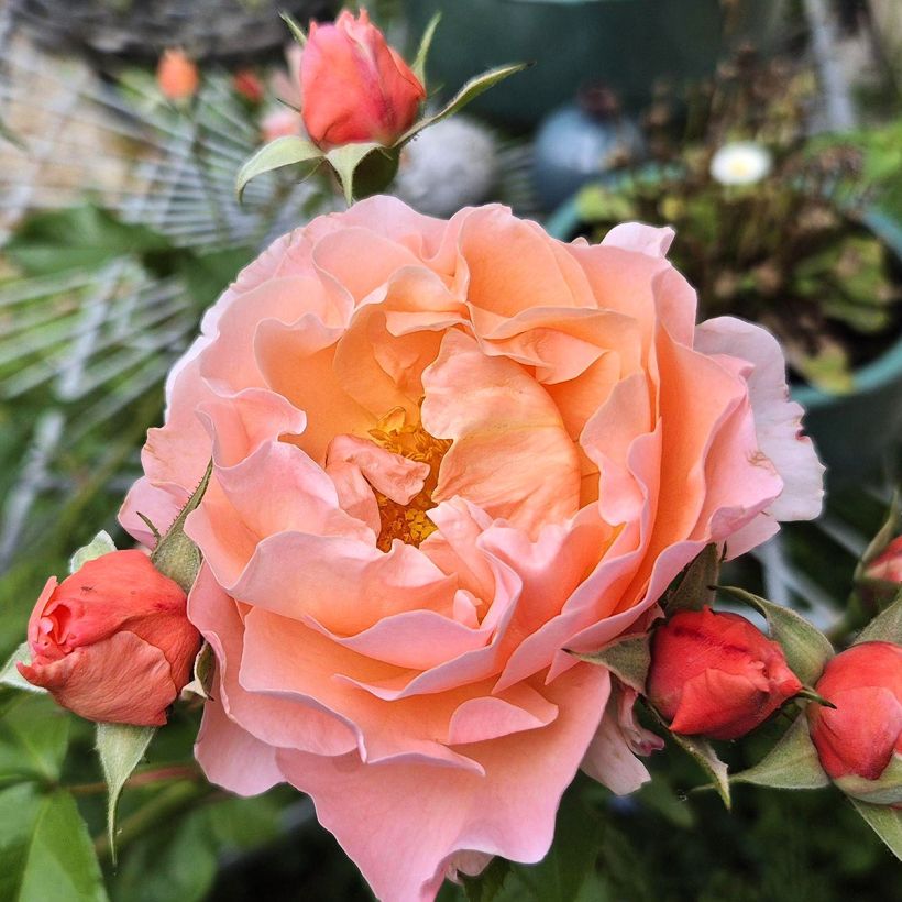 Rosal Marie Curie Meilomit (Floración)