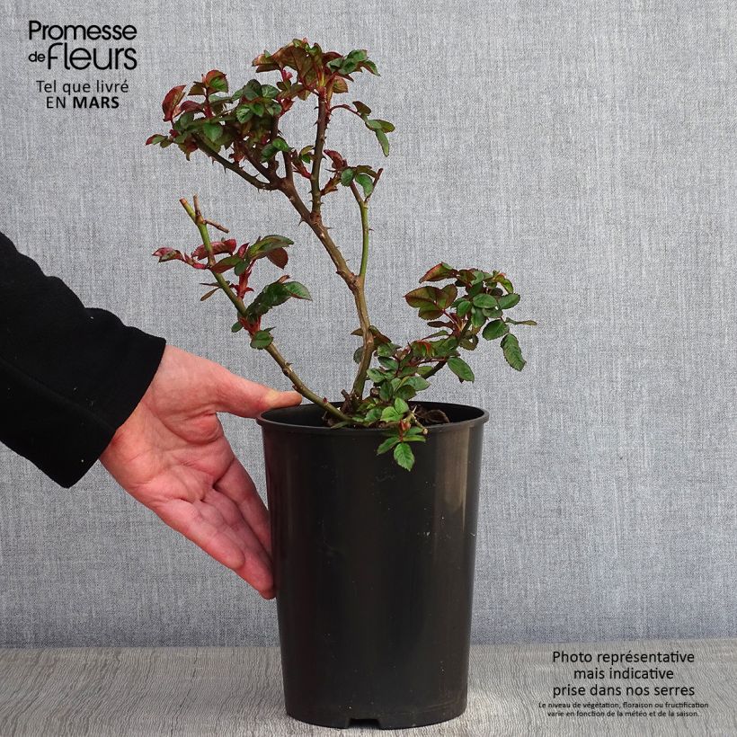 Rosal Marie Curie Meilomit Maceta 2L/3L Ejemplar entregado en invierno