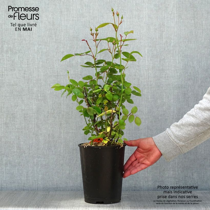 Rosal Marina Picasso Maceta 4L/5L Ejemplar entregado en la primavera