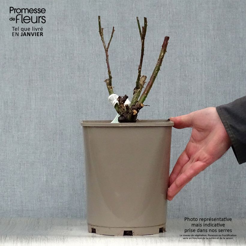 Rosal Martin des Senteurs Maceta 4L/5L Ejemplar entregado en invierno