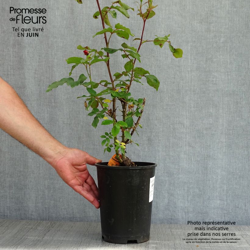 Rosal Message d'Espoir Meishamalo Maceta 4L/5L Ejemplar entregado en la primavera