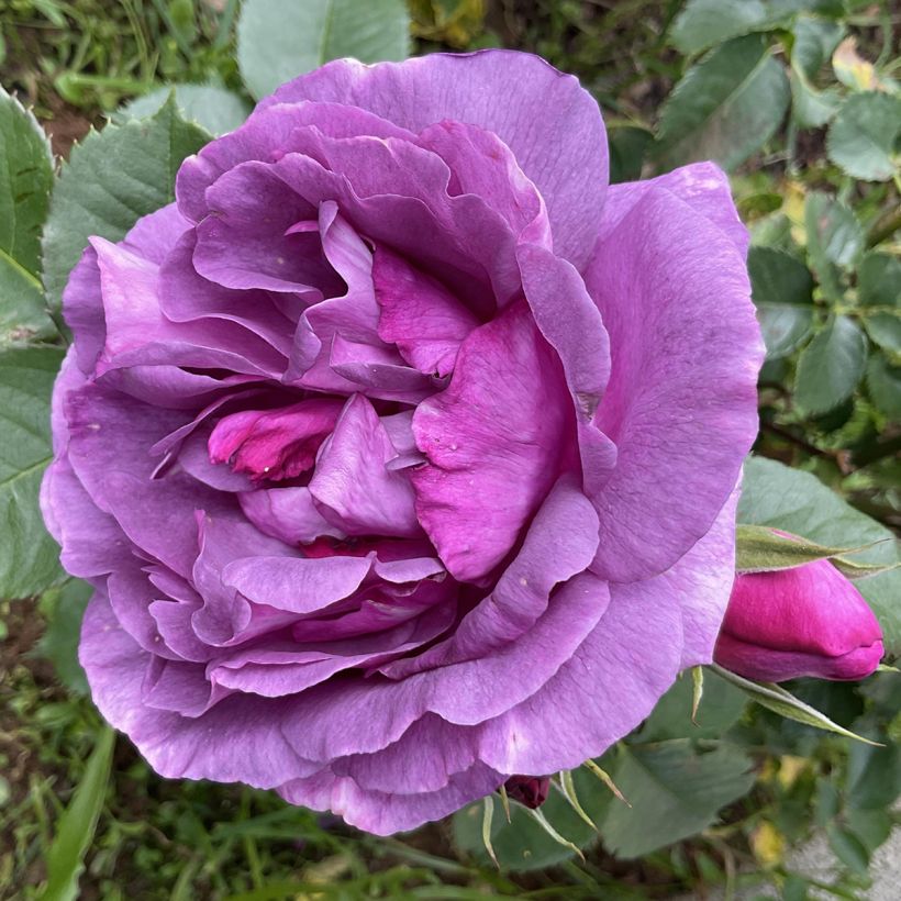 Rosal Minerva (Floración)