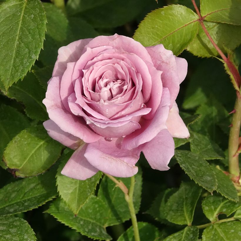 Rosal Novalis (Floración)