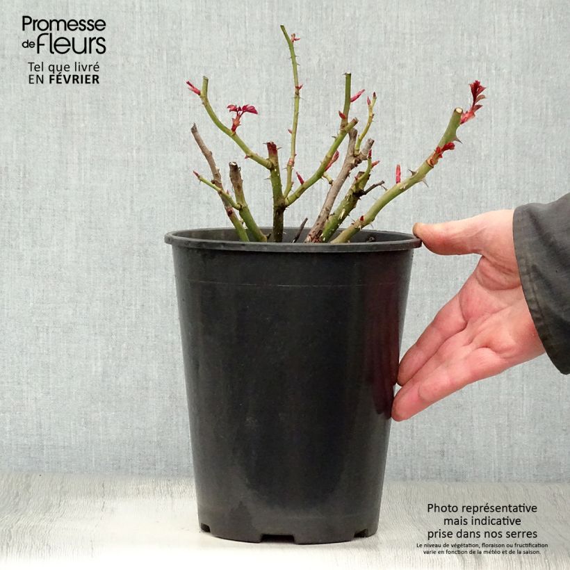 Rosal Oranges and Lemons Maceta 2L/3L Ejemplar entregado en invierno