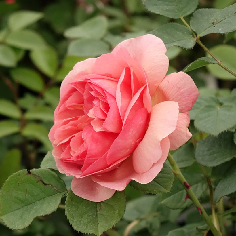 Rosal Park Abbey Rose (Floración)