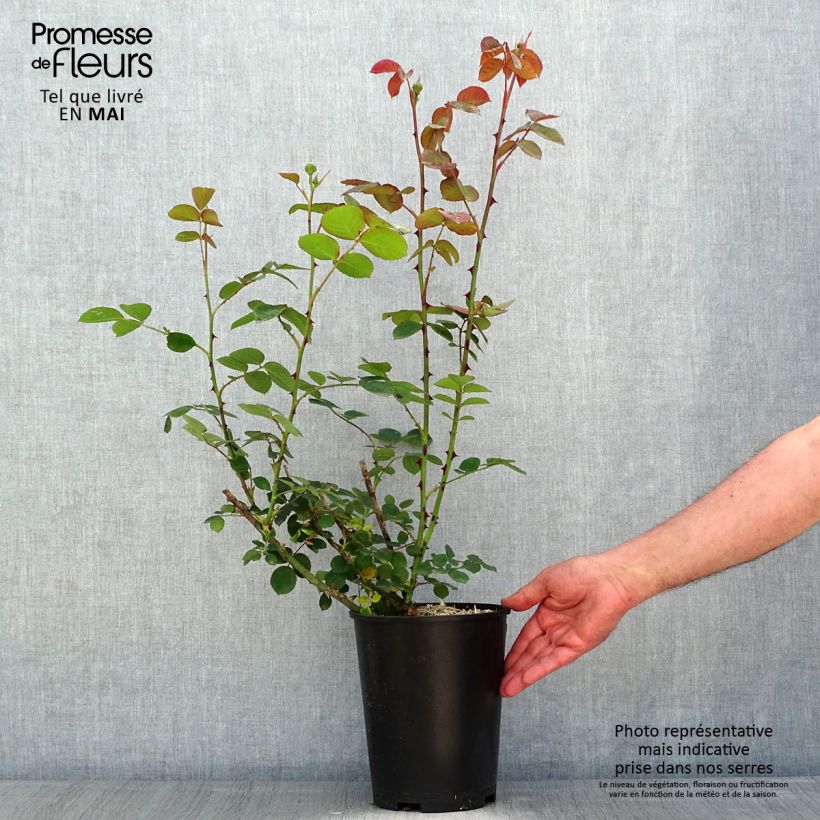 Rosal Park Abbey Rose Maceta 4L/5L Ejemplar entregado en la primavera