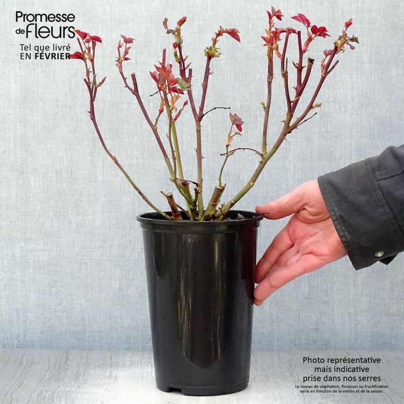 Rosal Pernille Poulsen Maceta 2L/3L Ejemplar entregado en invierno