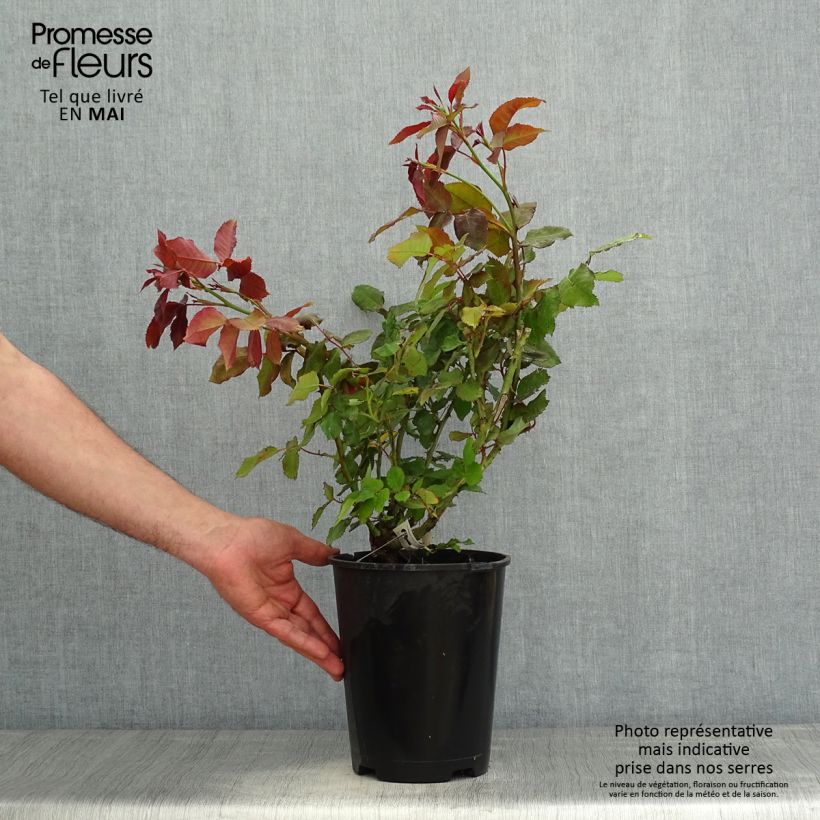 Rosal Quinte Flush Maceta 4L/5L Ejemplar entregado en la primavera