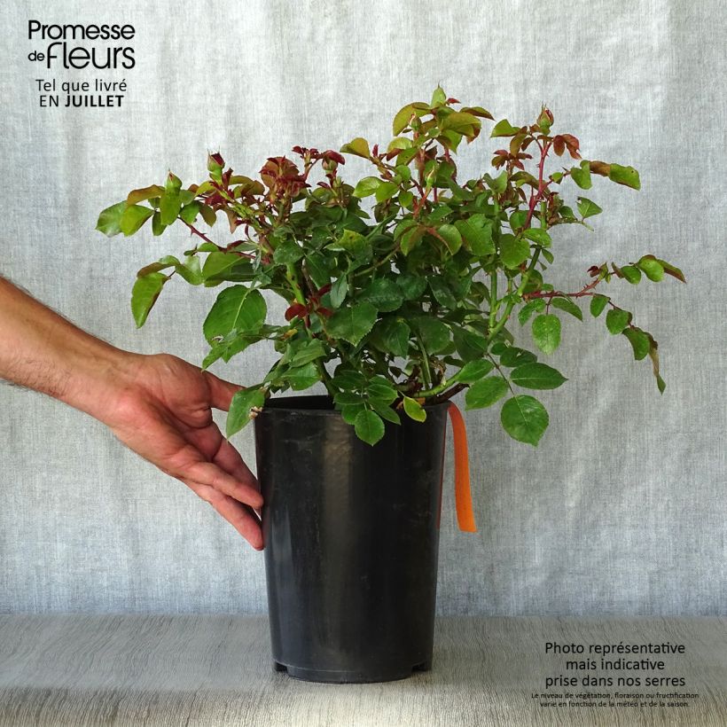 Ejemplar de Rosal Red Leonardo da Vinci Meiangele - Rosal rojo Maceta 4L/5L entregado en verano