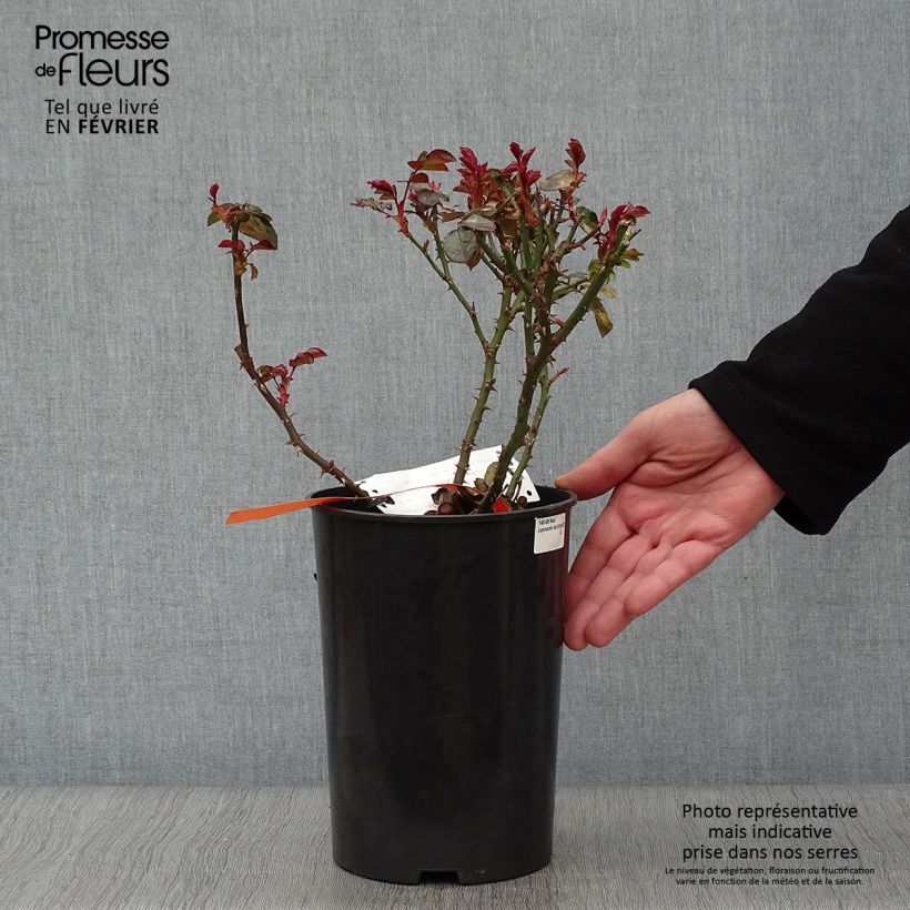 Rosal Red Leonardo da Vinci Meiangele - Rosal rojo Maceta 4L/5L Ejemplar entregado en invierno
