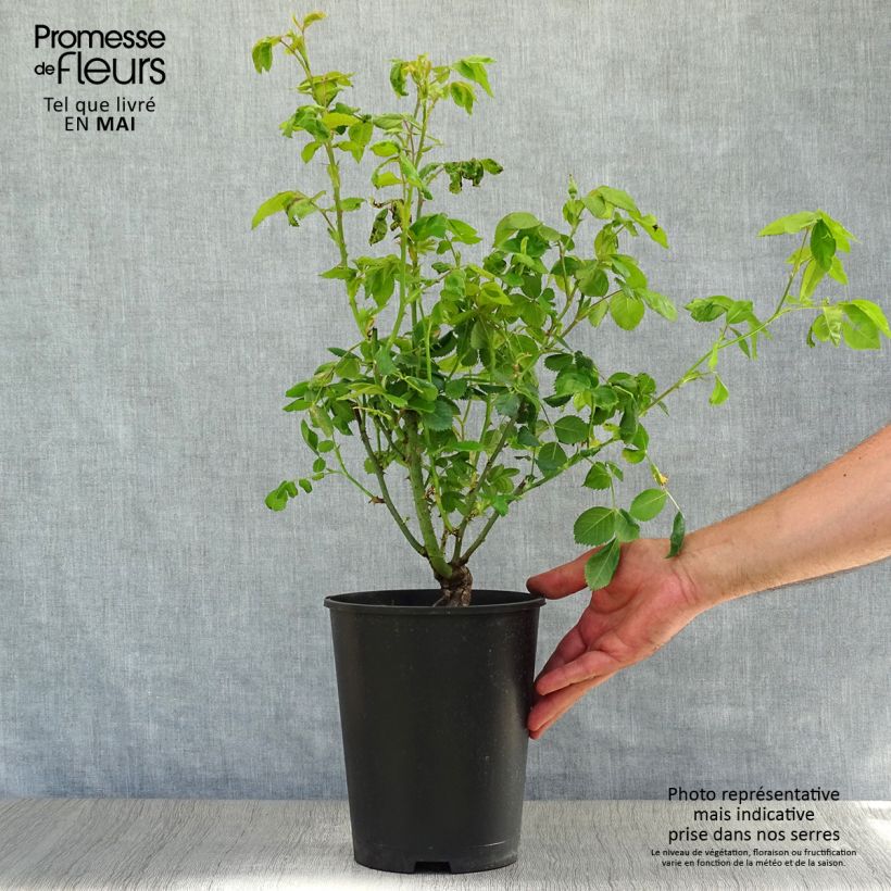 Rosal Rhapsody In Blue Maceta 4L/5L Ejemplar entregado en la primavera