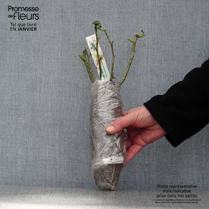 Rosal Salto Raíz desnuda Ejemplar entregado en invierno