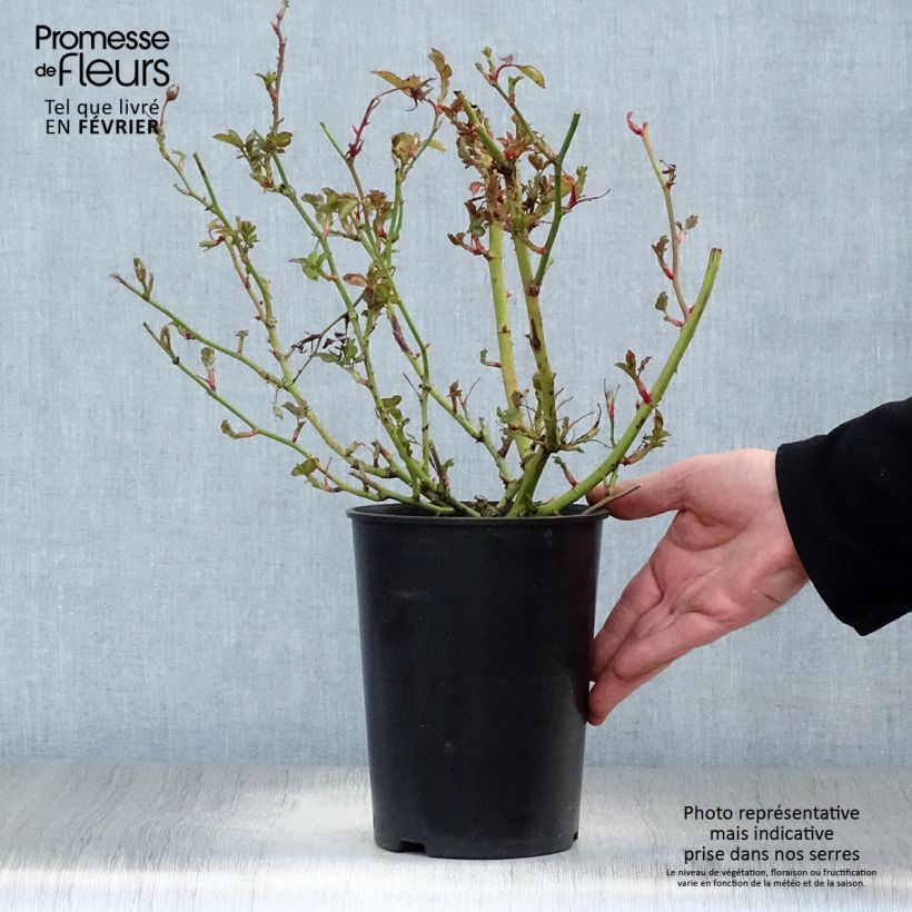 Rosal Schöne Koblenzerin Maceta 2L/3L Ejemplar entregado en invierno