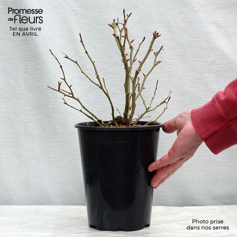 Rosal Schöne Koblenzerin Maceta 2L/3L Ejemplar entregado en la primavera