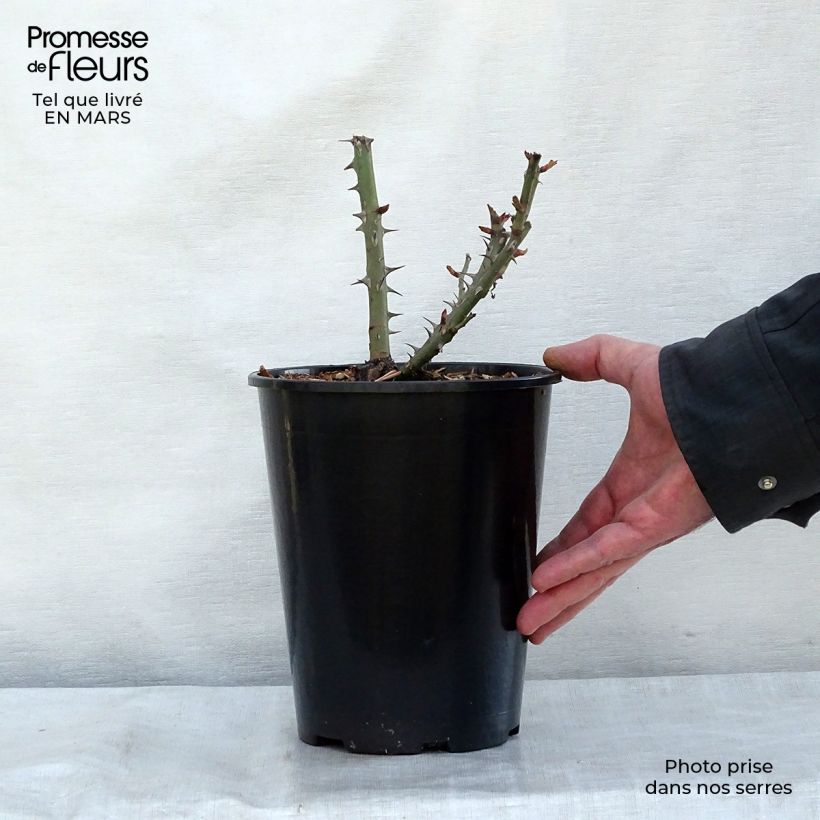 Rosal Summer of Love Maceta 2L/3L Ejemplar entregado en invierno