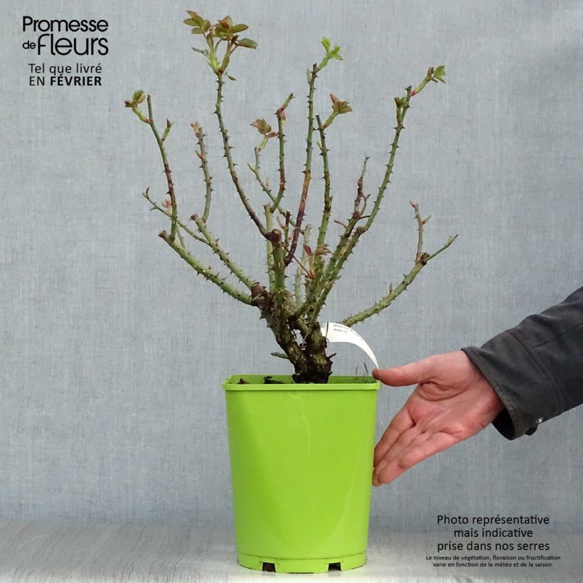 Rosal Sylvie Vartan Maceta 4L/5L Ejemplar entregado en invierno