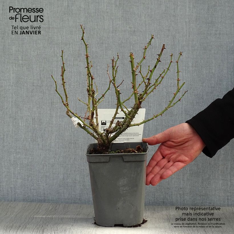 Rosal Utopia Maceta 3L/4L Ejemplar entregado en invierno