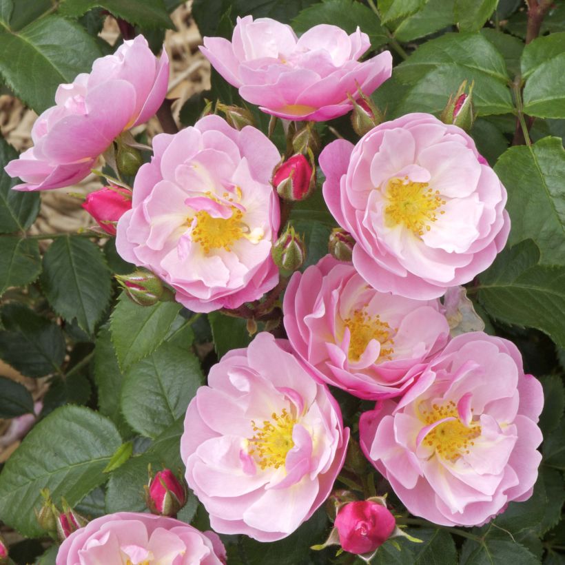 Rosal Utopia (Floración)