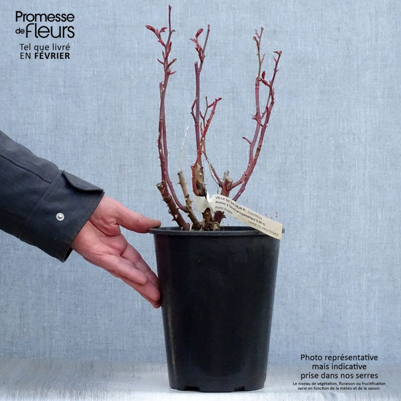Rosal Ville de Saumur Maceta 4L/5L Ejemplar entregado en invierno