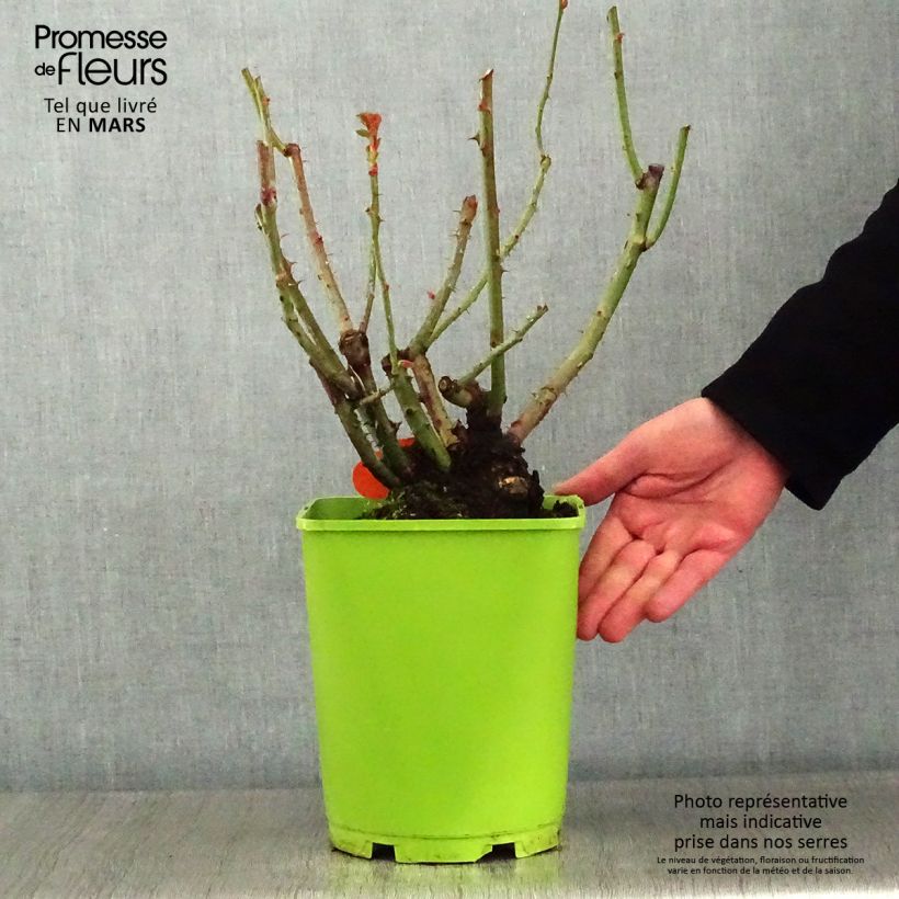 Rosal Oriental Peace Maceta 4L/5L Ejemplar entregado en invierno