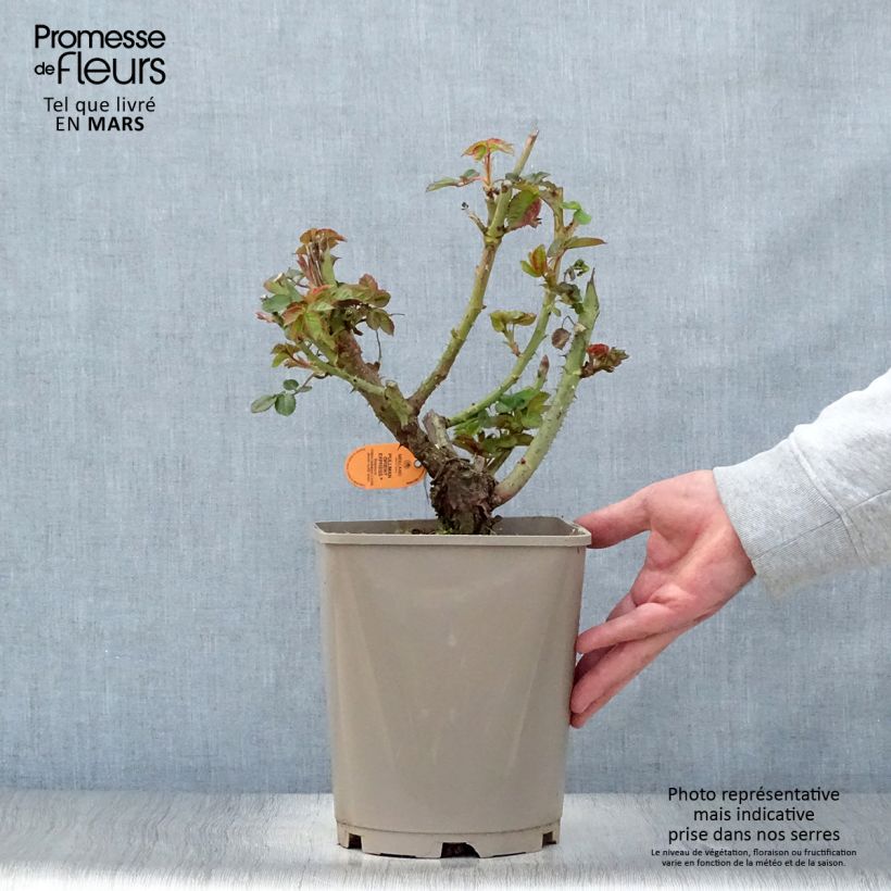 Rosal Oriental Peace Maceta 4L/5L Ejemplar entregado en la primavera