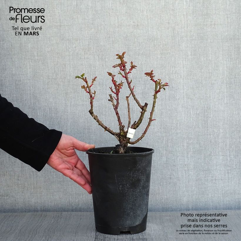 Rosal Agnès B Maceta 4L/5L Ejemplar entregado en invierno