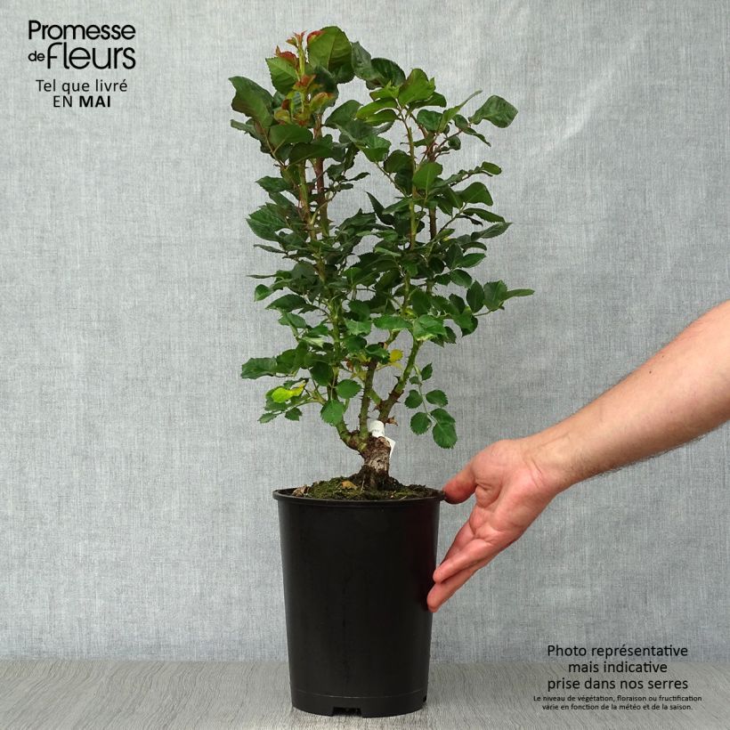Rosal Agnès B Maceta 4L/5L Ejemplar entregado en la primavera