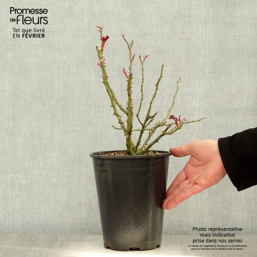 Rosal Alissar Princess of Phoenicia - Persian Rose Maceta 4L/5L Ejemplar entregado en invierno