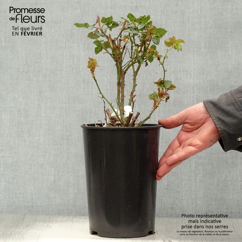 Rosal Anastasia Maceta 4L/5L Ejemplar entregado en invierno