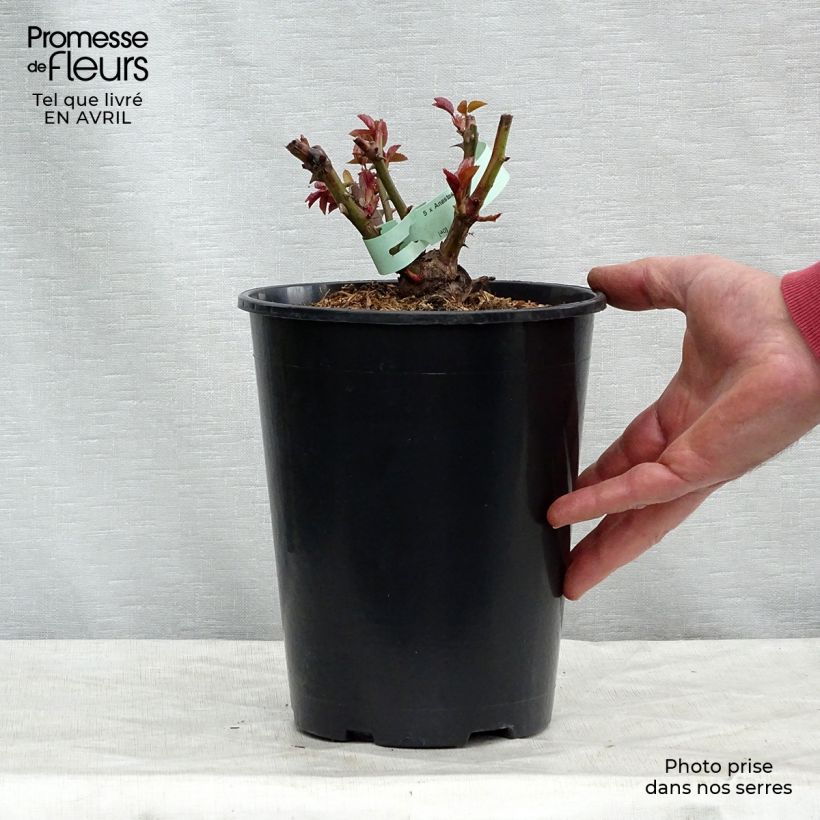 Rosal Anastasia Maceta 4L/5L Ejemplar entregado en la primavera