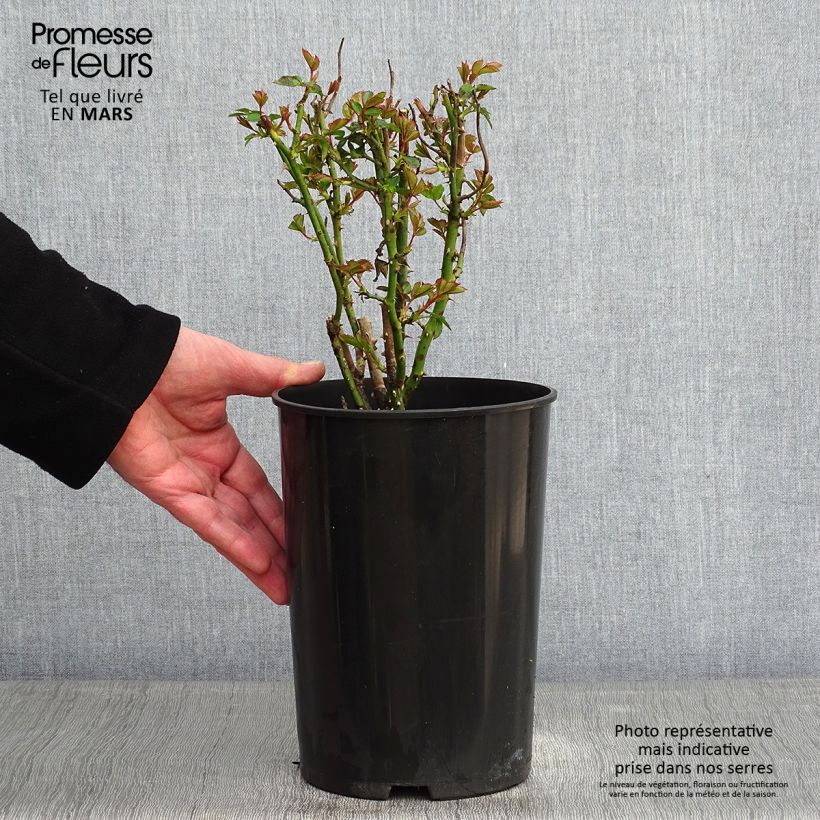 Rosal Annapurna - Rosal blanco Maceta 4L/5L Ejemplar entregado en invierno