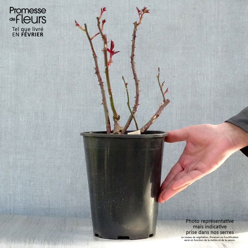 Rosal Anne Vanderlove Maceta 4L/5L Ejemplar entregado en invierno