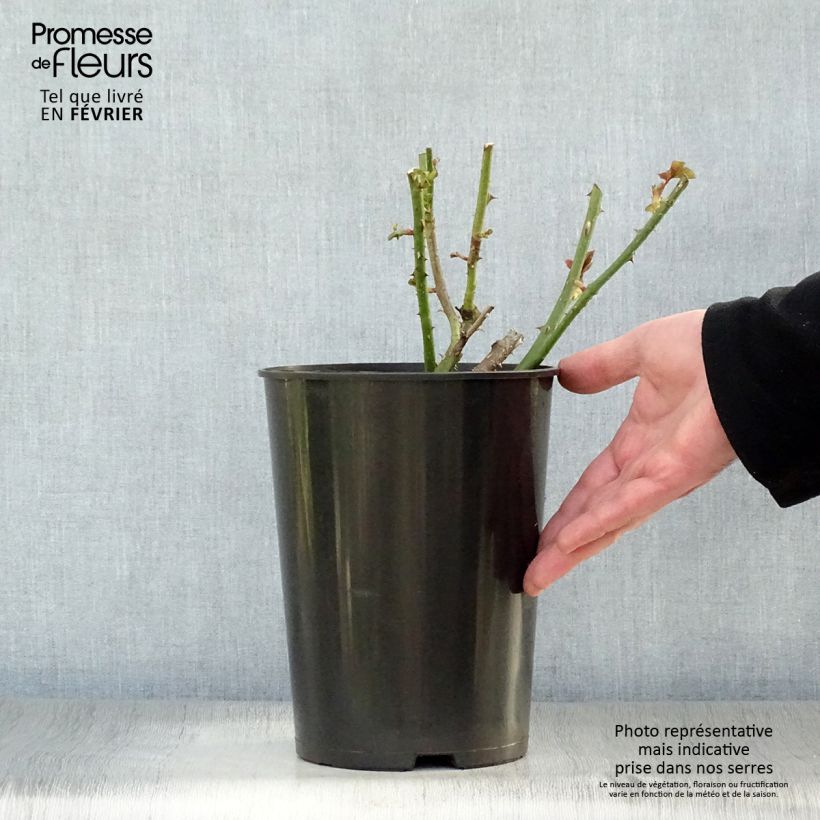 Rosal Astrid Gräfin von Hardenberg (Black Caviar) Maceta 4L/5L Ejemplar entregado en invierno