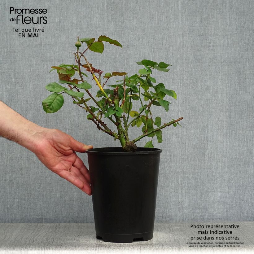 Rosal Astrid Gräfin von Hardenberg (Black Caviar) Maceta 4L/5L Ejemplar entregado en la primavera