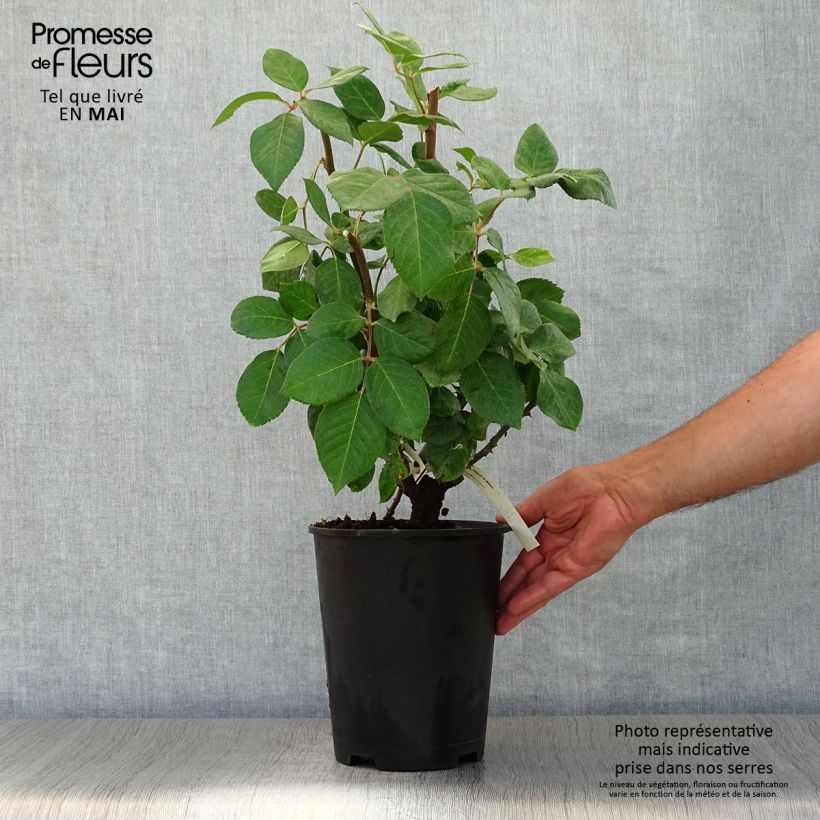 Rosal Baie des Anges Maceta 4L/5L Ejemplar entregado en la primavera