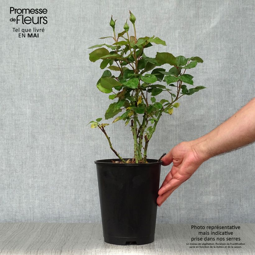 Rosal Barbados Maceta 4L/5L Ejemplar entregado en la primavera