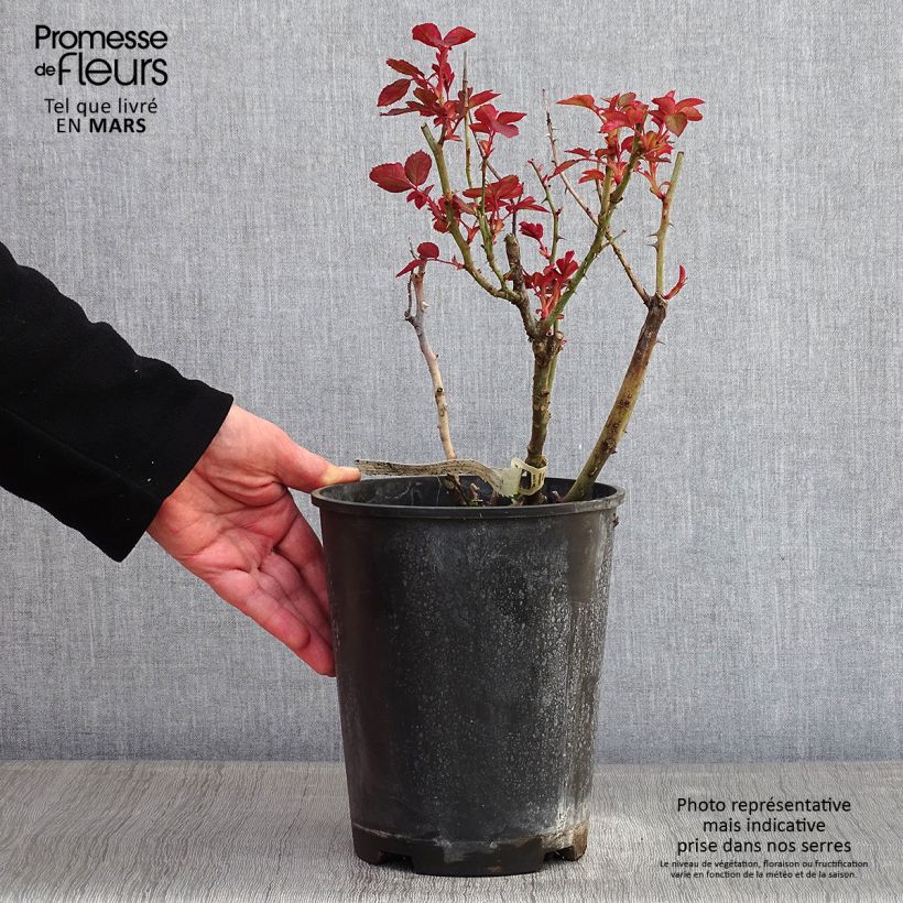 Rosal Belle du Seigneur Maceta 4L/5L Ejemplar entregado en invierno