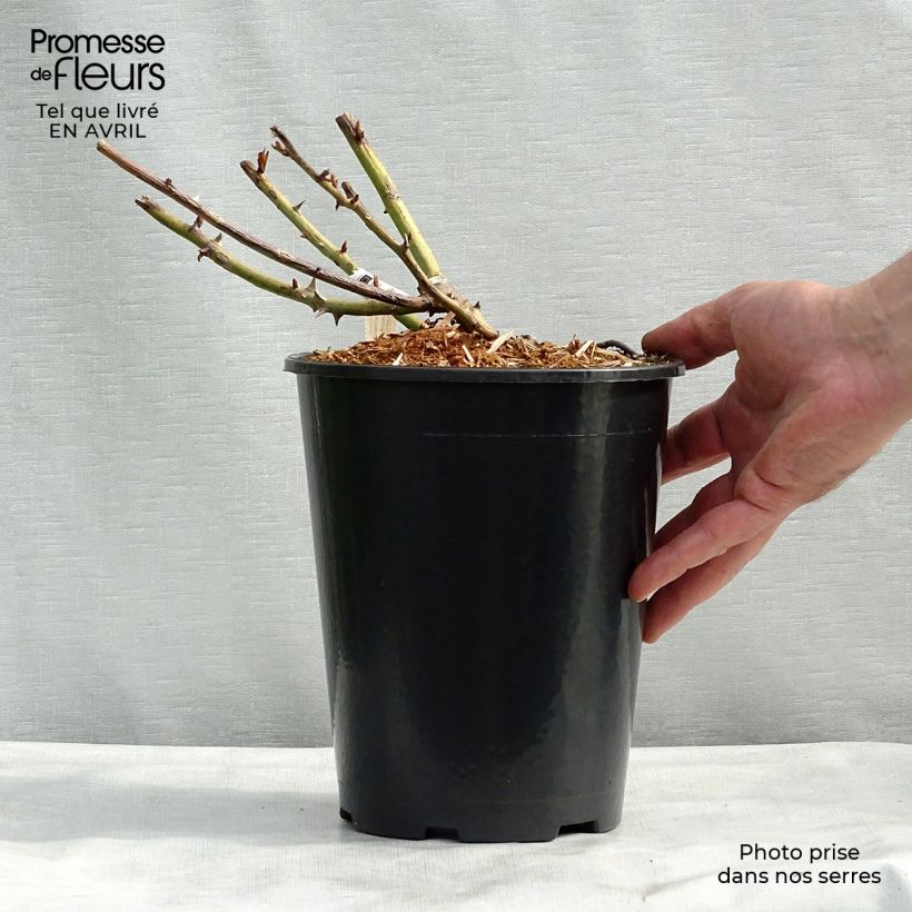 Rosal Belle du Seigneur Maceta 4L/5L Ejemplar entregado en la primavera