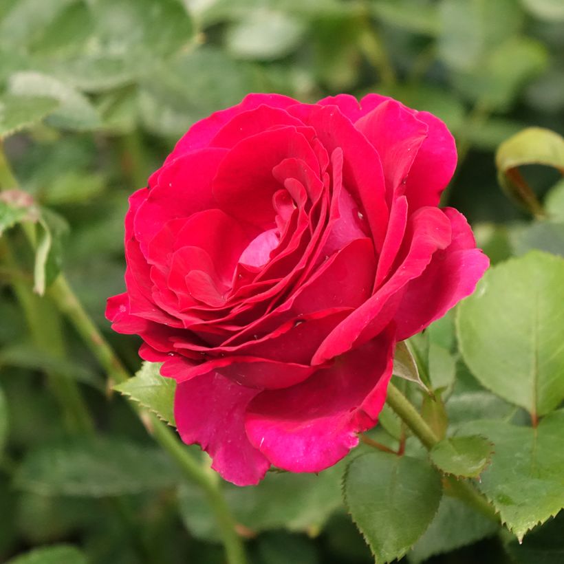 Rosal Belles Rives (Floración)