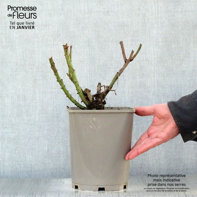 Rosal Belles Rives Maceta 4L/5L Ejemplar entregado en invierno