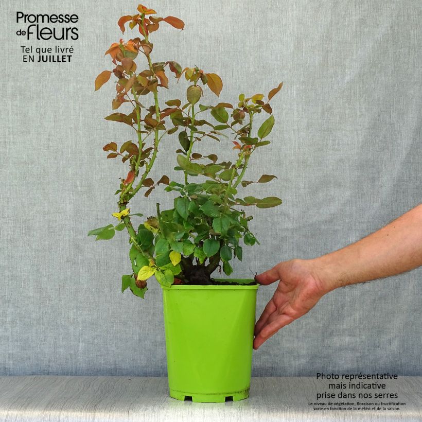 Ejemplar de Rosal Belles Rives Maceta 4L/5L entregado en verano