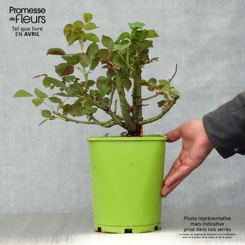 Rosal Belles Rives Maceta 4L/5L Ejemplar entregado en la primavera